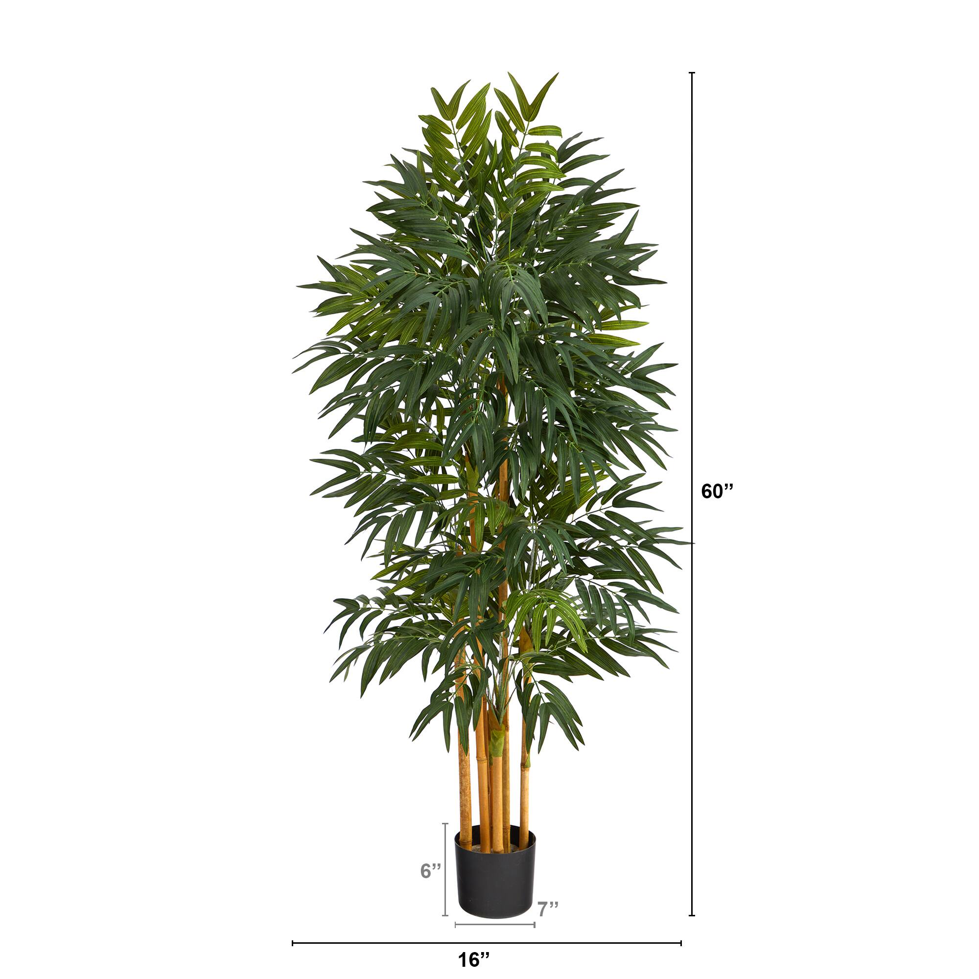 5ft. Potted Phoenix Palm Tree